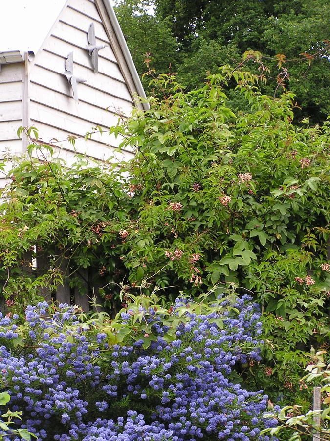 Lemonade Creek Cottages Lorne Luaran gambar