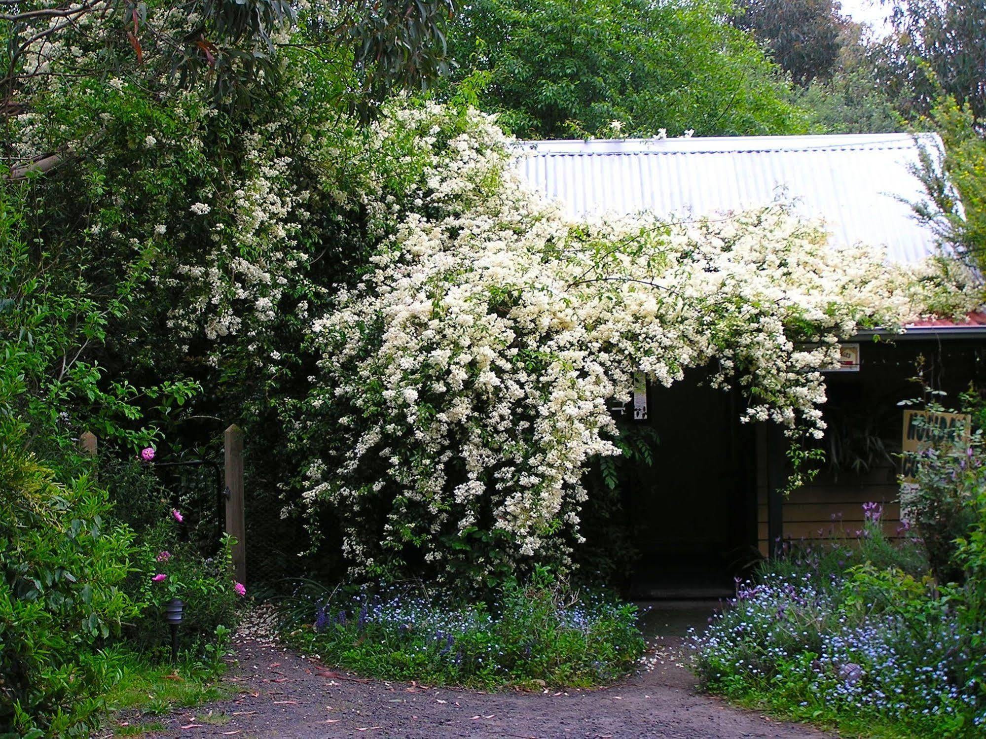 Lemonade Creek Cottages Lorne Luaran gambar